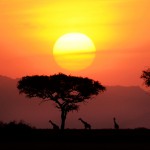 Сафари в Кении и Танзании
