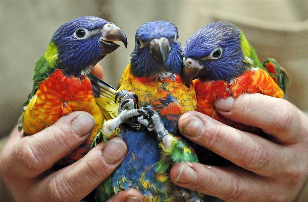 Птенцы многоцветного лорикета