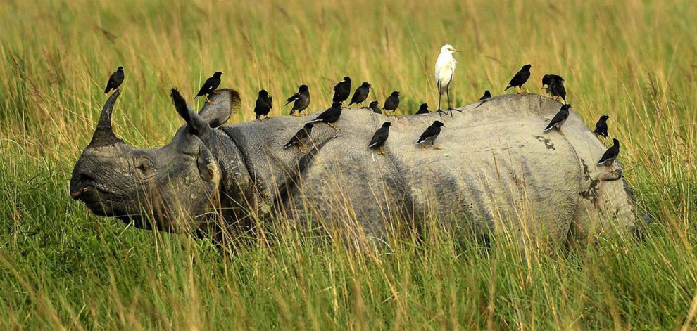 Птицы на спине у носорога