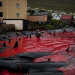 Житель Фарерских островов пытается оправдать традицию убийства китов