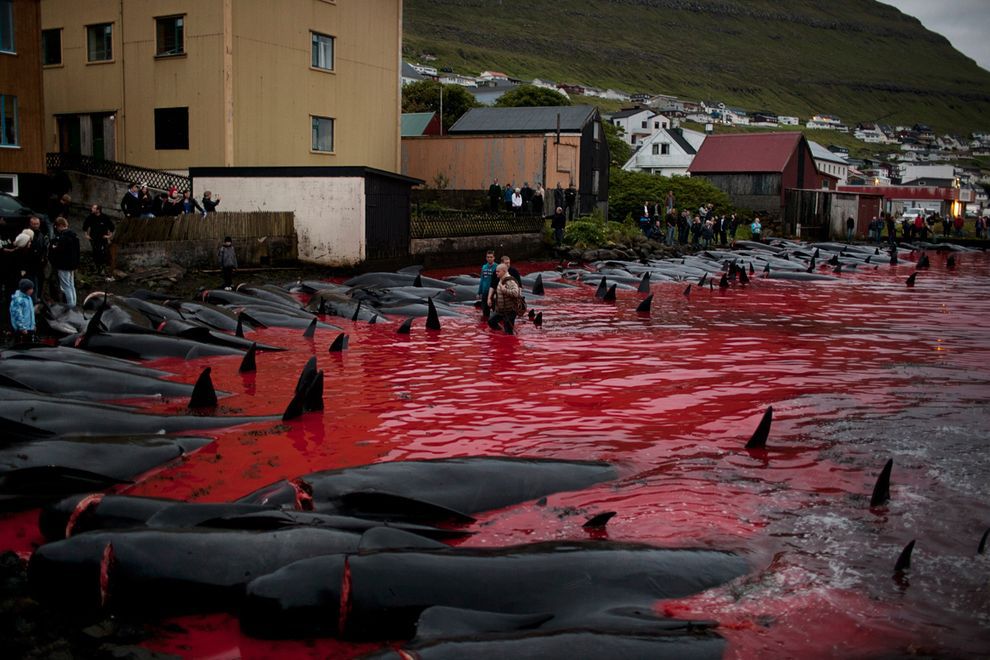 Убийство китов