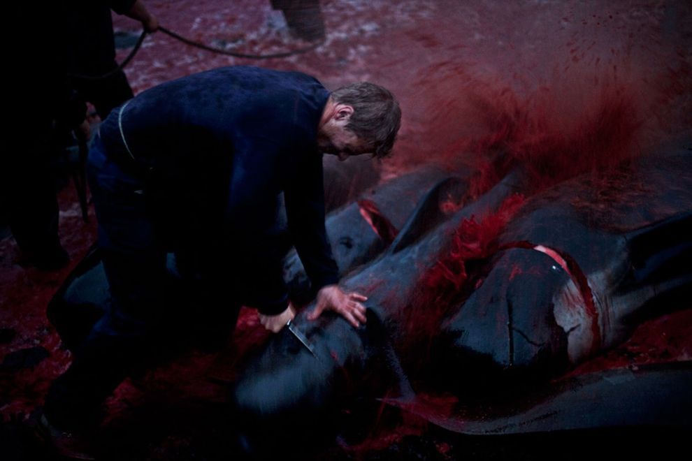 Убийство китов