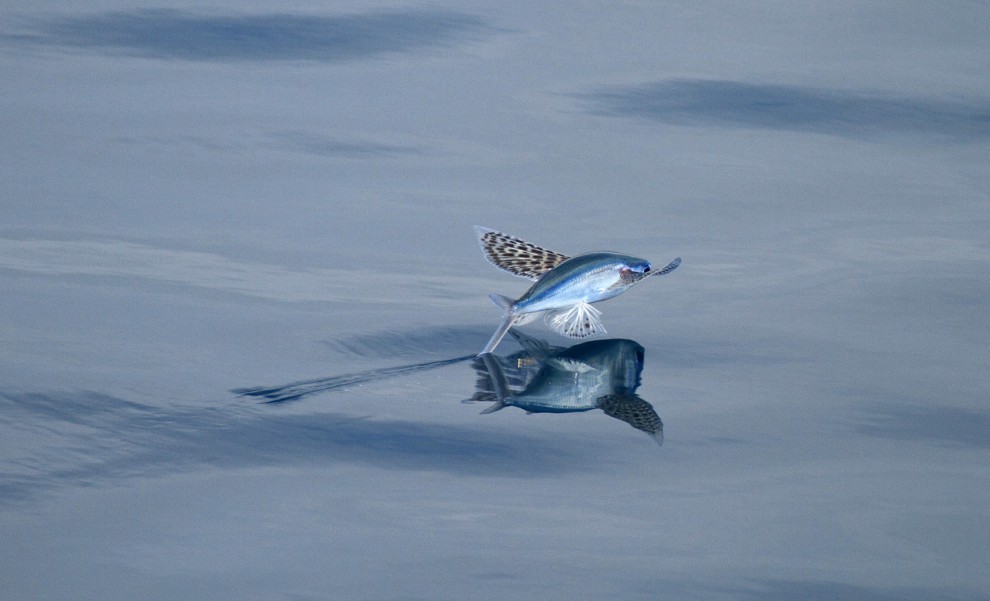 Летучая рыба вида Cypselurus poecilopterus