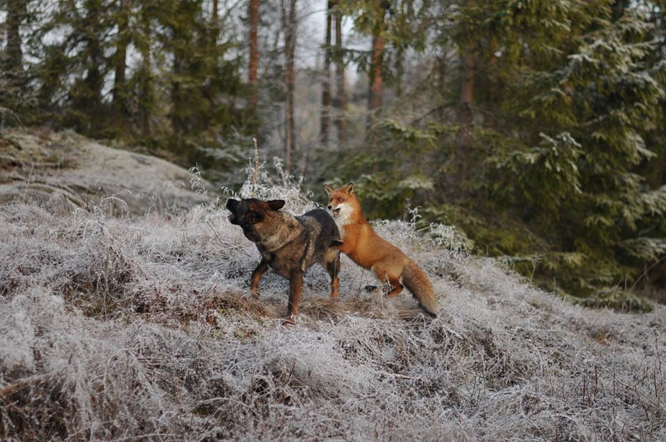 Лис и охотничий пес