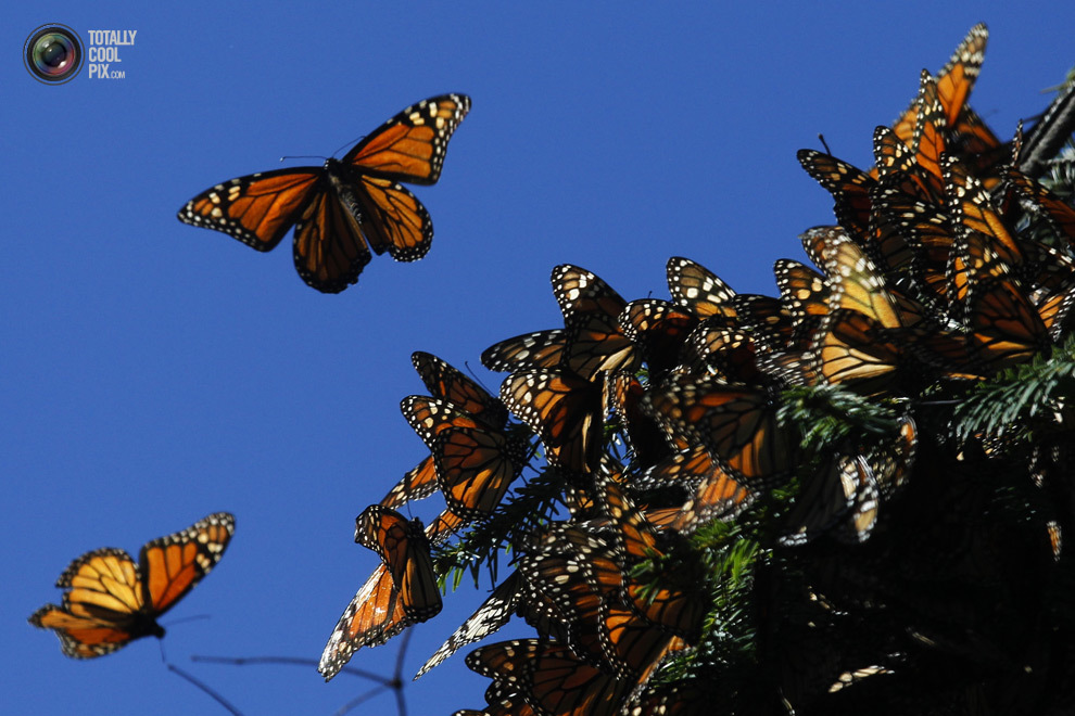 Бабочки-монархи 