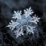 Удивительные снежинки в объективе Алексея Клятова