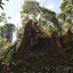 Уничтожение дождевых лесов Амазонии (продолжение)
