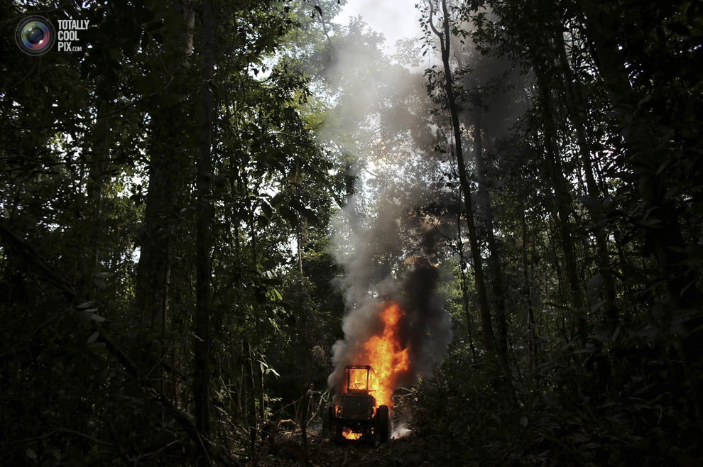 Уничтожение дождевых лесов