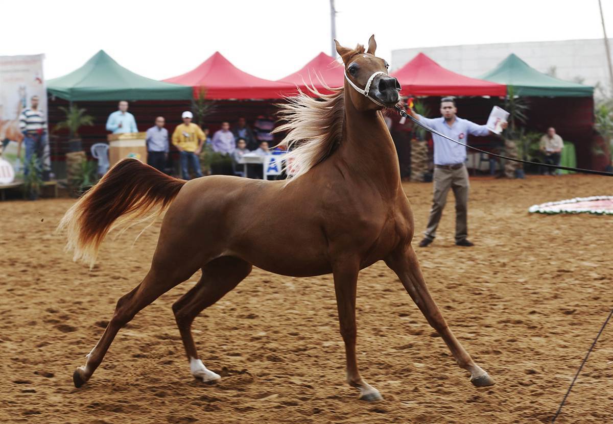 Чистокровная арабская лошадь