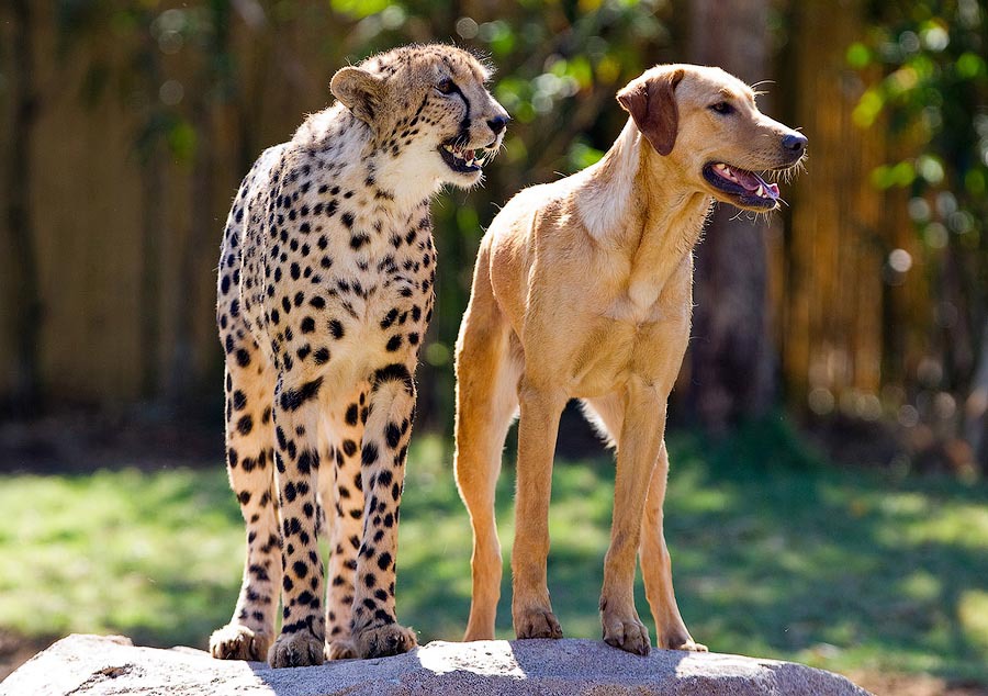 Гепарды и собаки