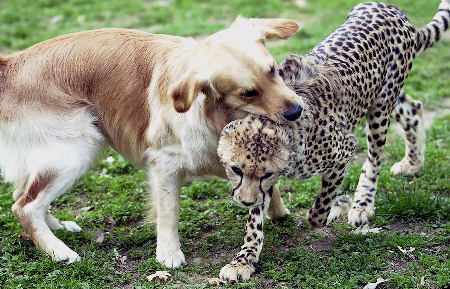 Гепарды и собаки