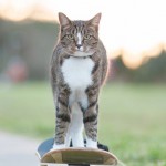 Кошка гоняет по улице на скейтборде
