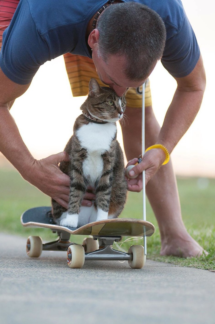 Диджа - кошка на скейте