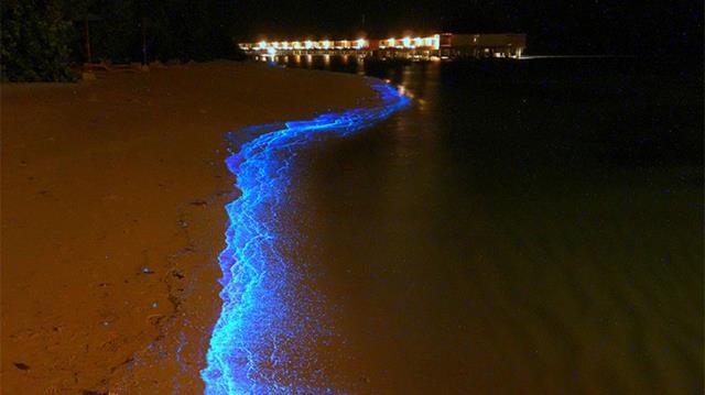 Планктон на Мальдивах
