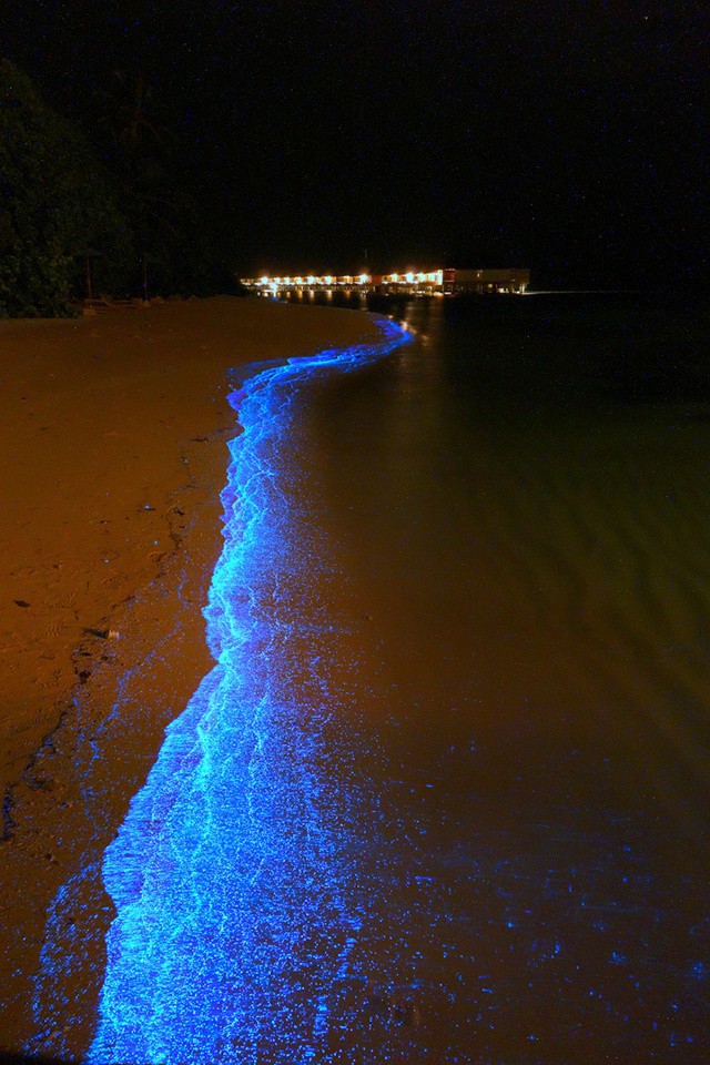 Планктон на Мальдивах