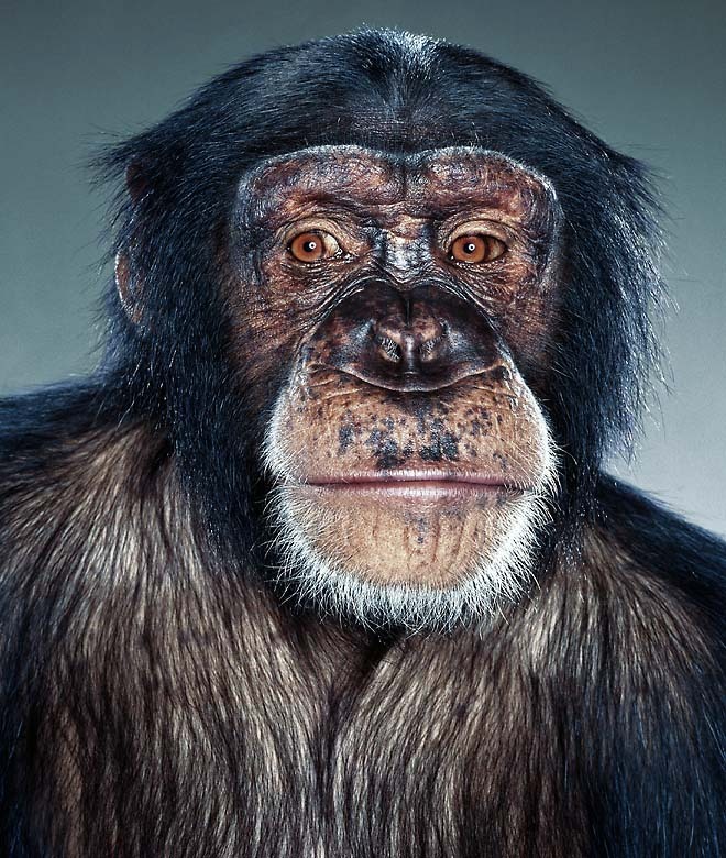 Портреты обезьян