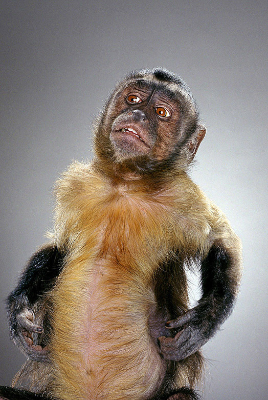 Портреты обезьян