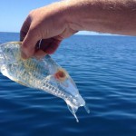 Новозеландский рыбак поймал необычную рыбу
