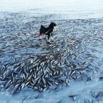 У берегов Норвегии замерзли тонны сельди
