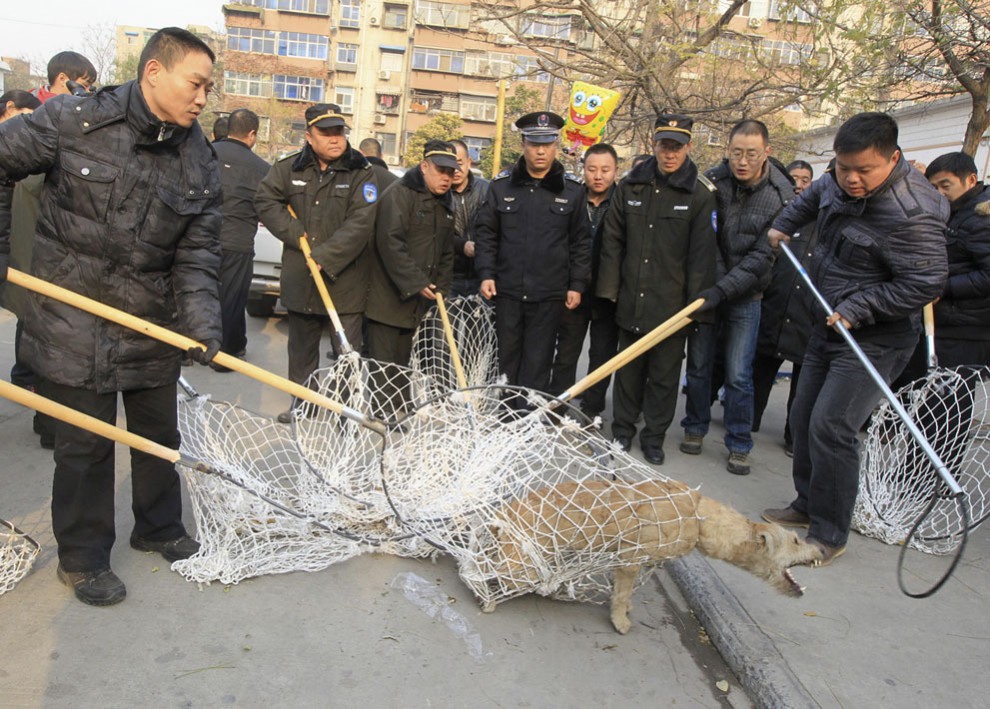 Бродячая собака пытается вырваться из сетей в Чжэнчжоу, провинция Хэнань, Китай, 5 декабря 2013 года. Около сотни человек ловили собаку, которая, по многочисленным жалобам местных жителей, нападала на людей. 
