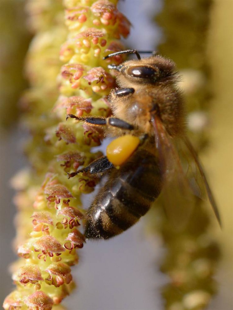 Пчела сидит на цветке в саду во Франкфурте, Германия, 8 января. (Arne Dedert / Zuma Press)