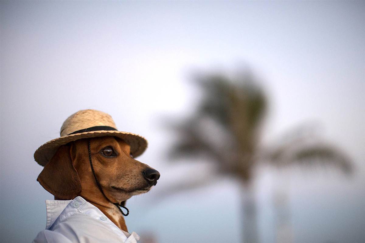 Собака в шляпе и рубашке