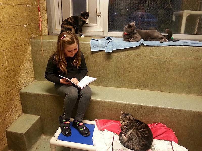 Чтение кошкам