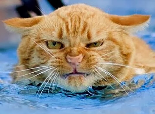 купание кота