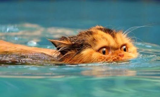 купание кота
