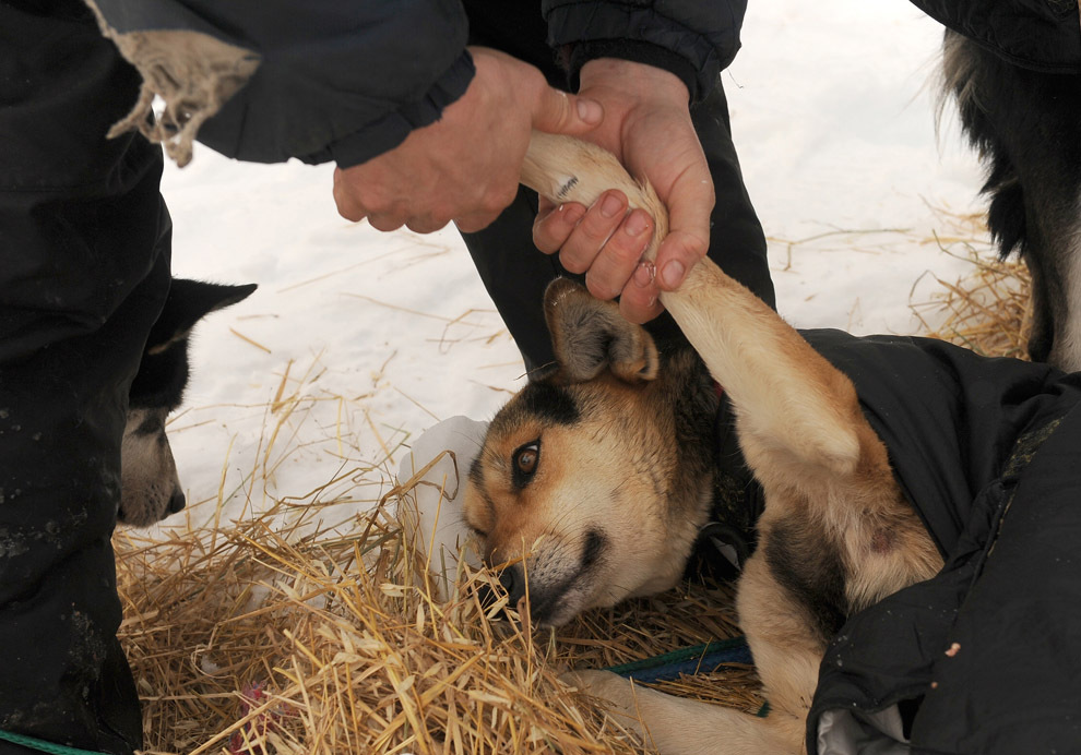 Гонка на собачьих упряжках Iditarod 2014