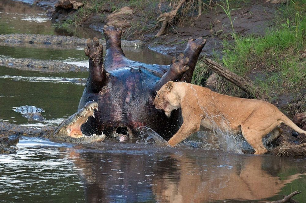 Лев против крокодила