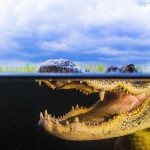 Аллигатор под водой
