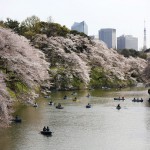Цветение сакуры в Токио и Вашингтоне