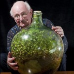 Чудо-дерево в запечатанной стеклянной бутылке: 40 лет без полива 