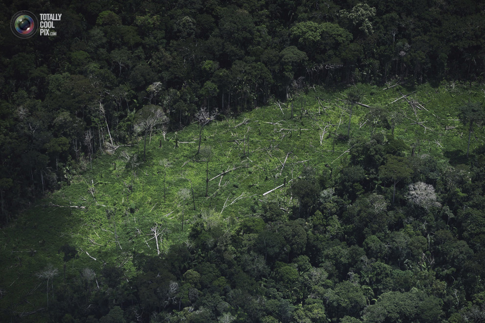 Амазонские джунгли