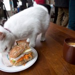 В Нью-Йорке открылось кафе для кошек