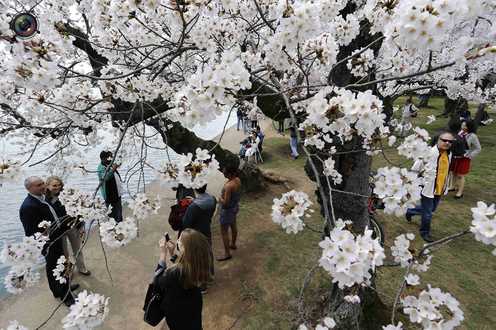 Люди любуются цветущими сакурами возле Приливного басейна в Вашингтоне, округ Колумбия, США. 