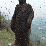 460 тысяч пчел на теле пчеловода