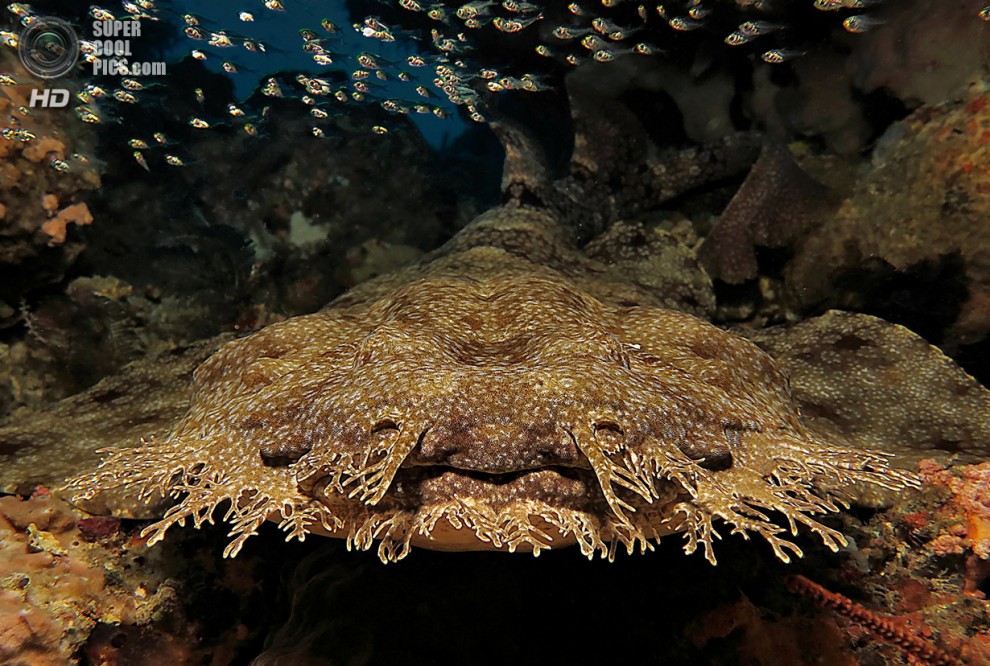 конкурс подводной фотографии