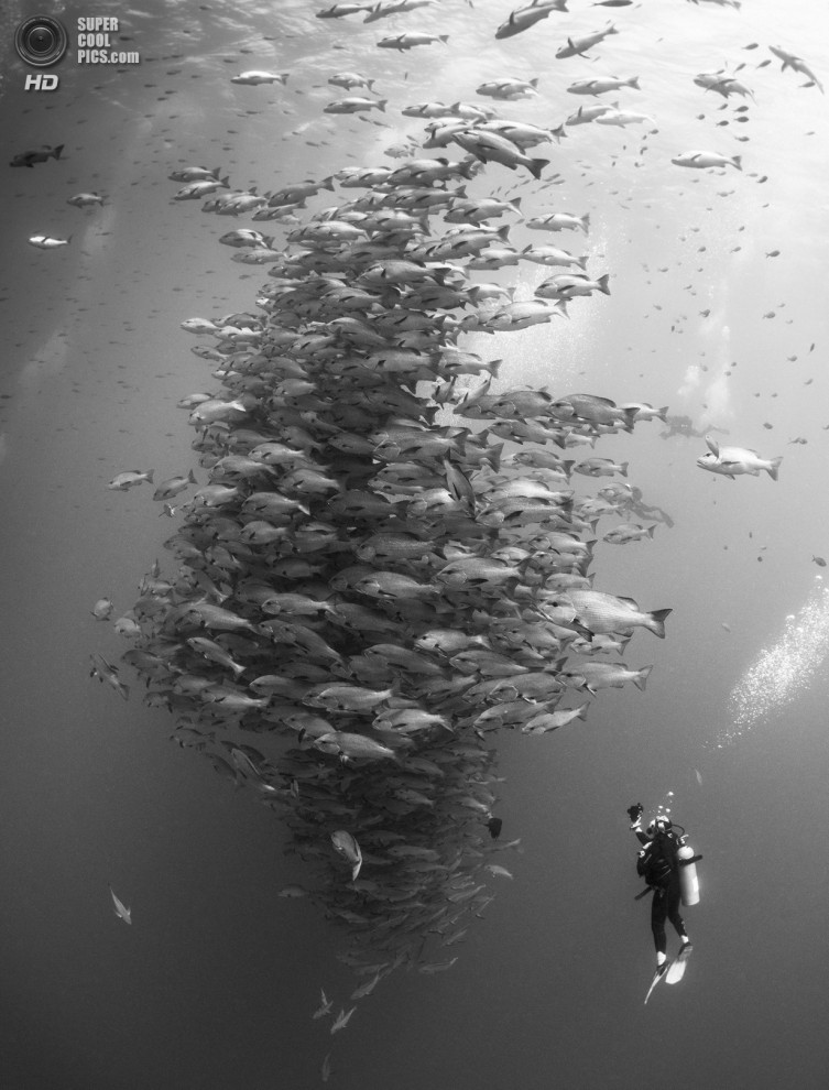 конкурс подводной фотографии