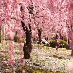 Лучшие фотографии цветения сакуры 2014 года