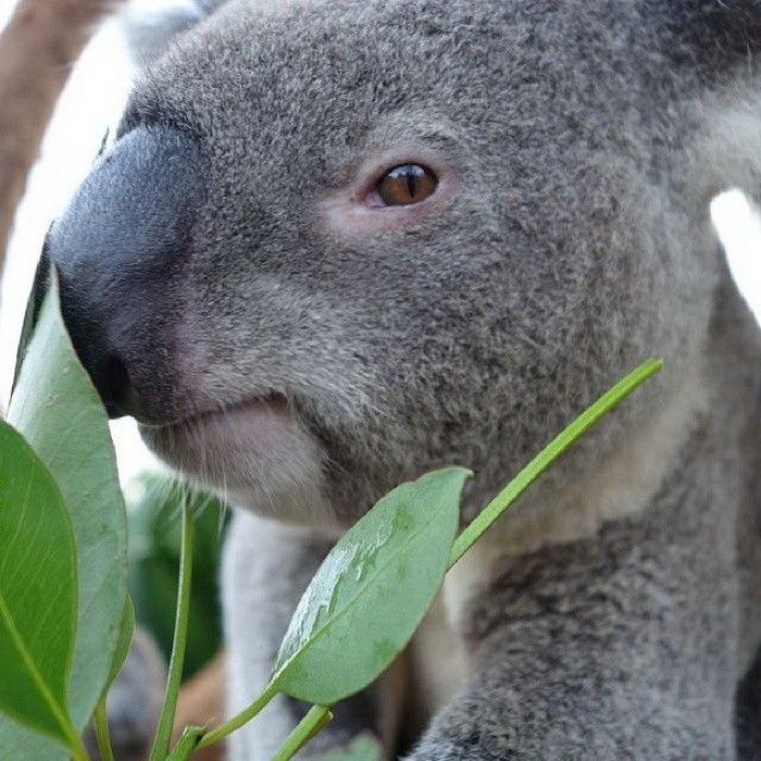 Селфи коалы