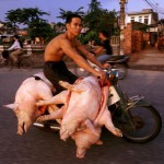 Вьетнамские мотоциклисты и удивительные грузы, которые они перевозят