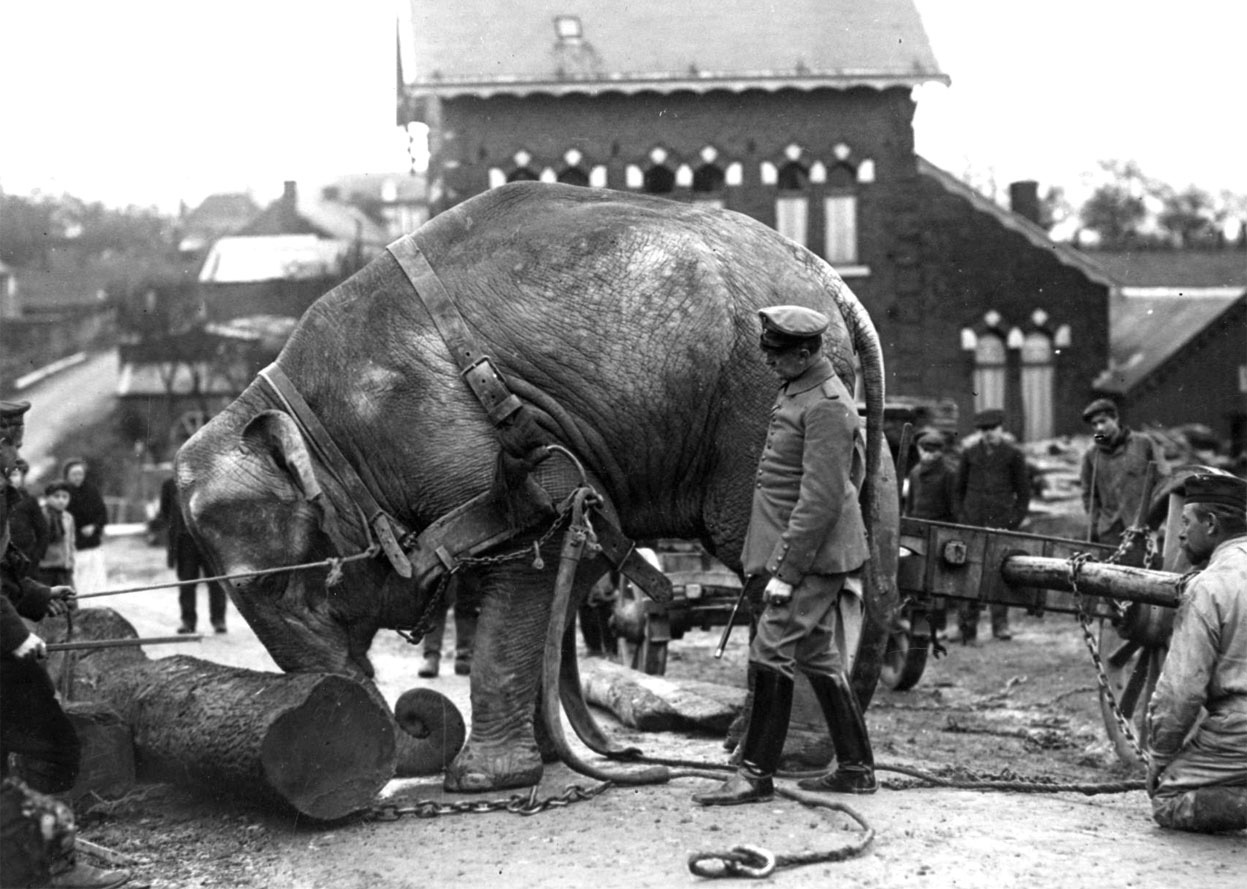 Животные в Первой мировой войне