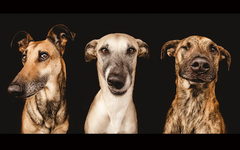 Портреты собак