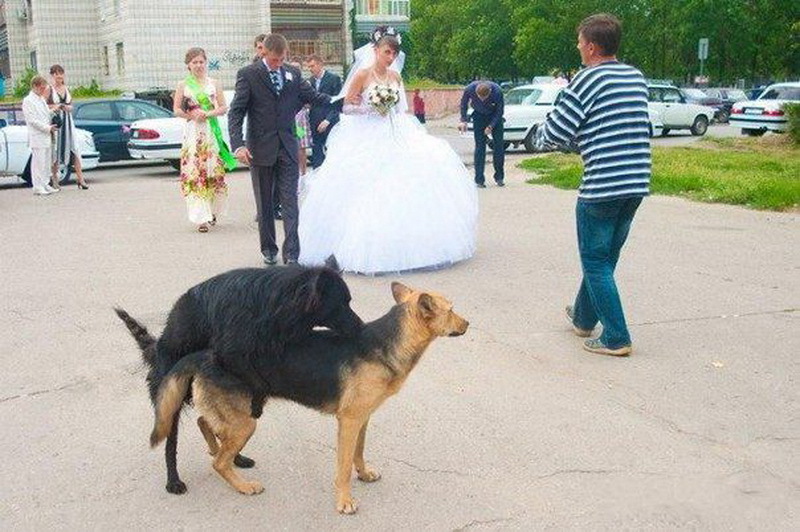 Русские свадьбы