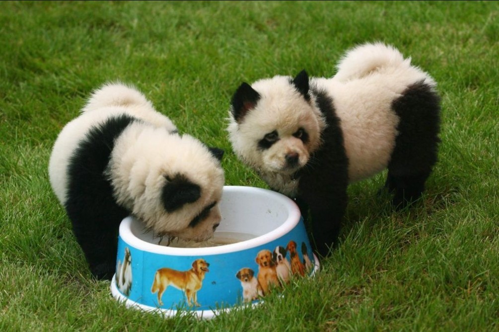 собаки-панды