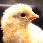Как из яйца развивается курица