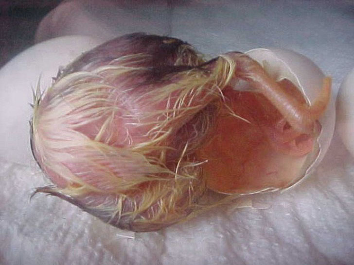 Рождение цыпленка
