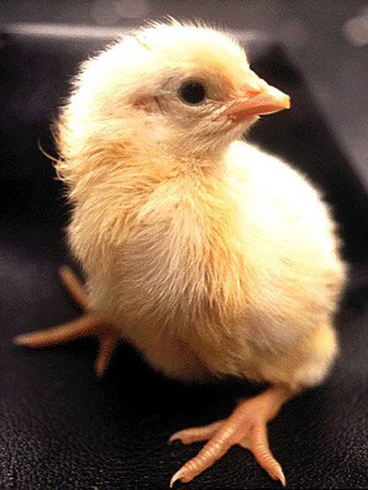 Рождение цыпленка